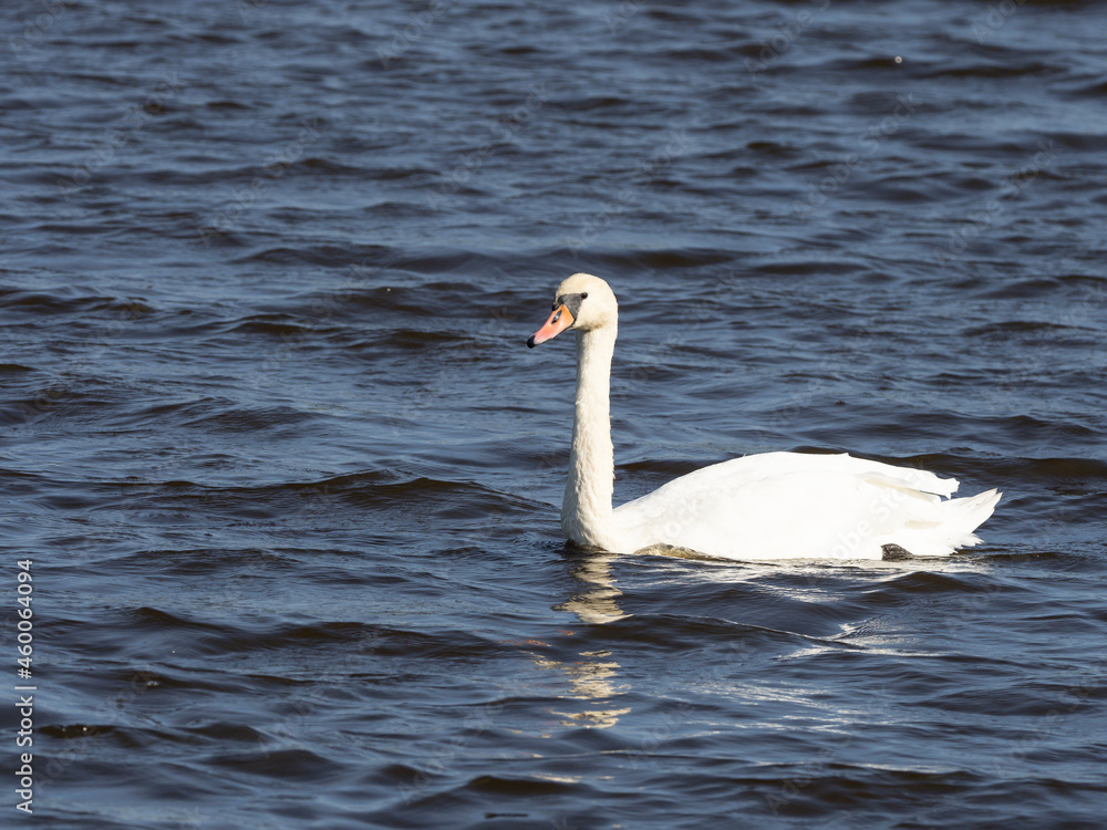 Höckerschwan