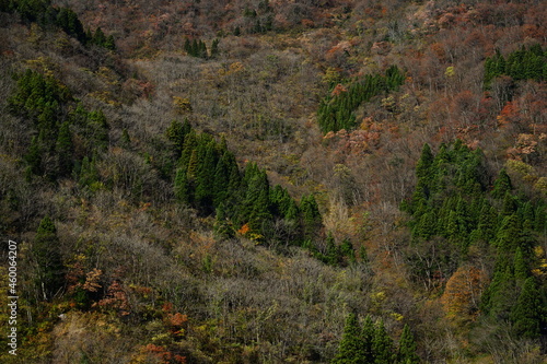 富山の秘境にある晩秋の落葉した山