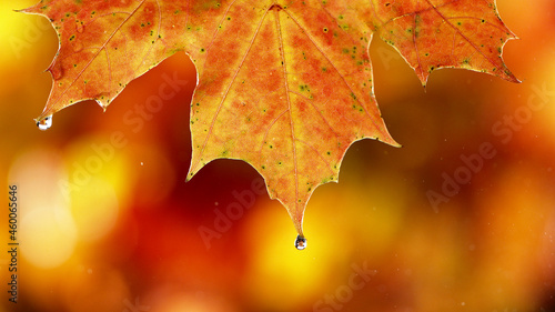 Detail of autumn maple leaf with water drop