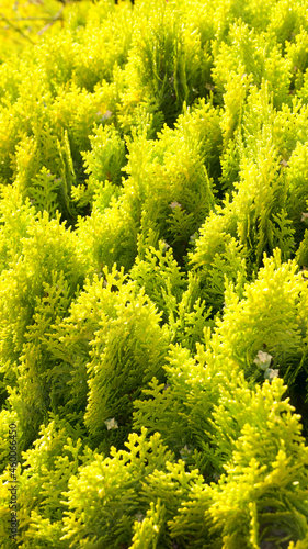 Seto de arbusto de ciprés verde y amarillo 