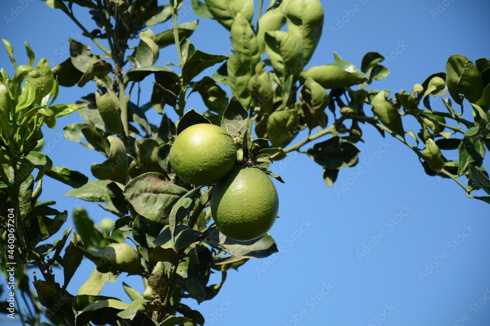 Green oranges on orange tree  in an orchard.