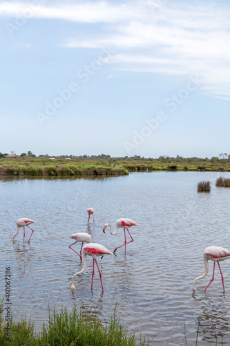 Pink Flamingo, beautiful birds in their natural habitat, birdwatching in the Camargue, southern France