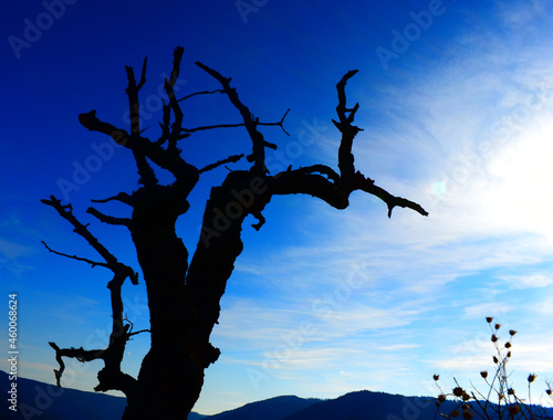 Dead tree on the top