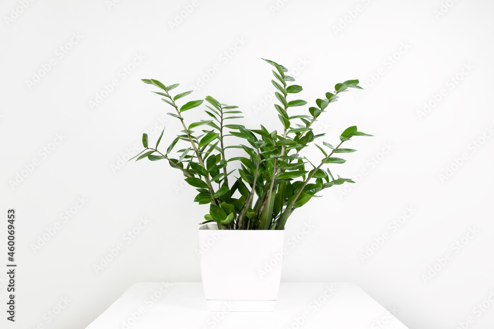 A beautiful zamiokulkas plant in a white flower pot stands on a white pedestal on a white background. Stylish minimalistic interior. Selective focus A beautiful zamiokulkas plant in a white flower pot stands on a white pedestal on a white background. Stylish minimalistic interior. Selective focus