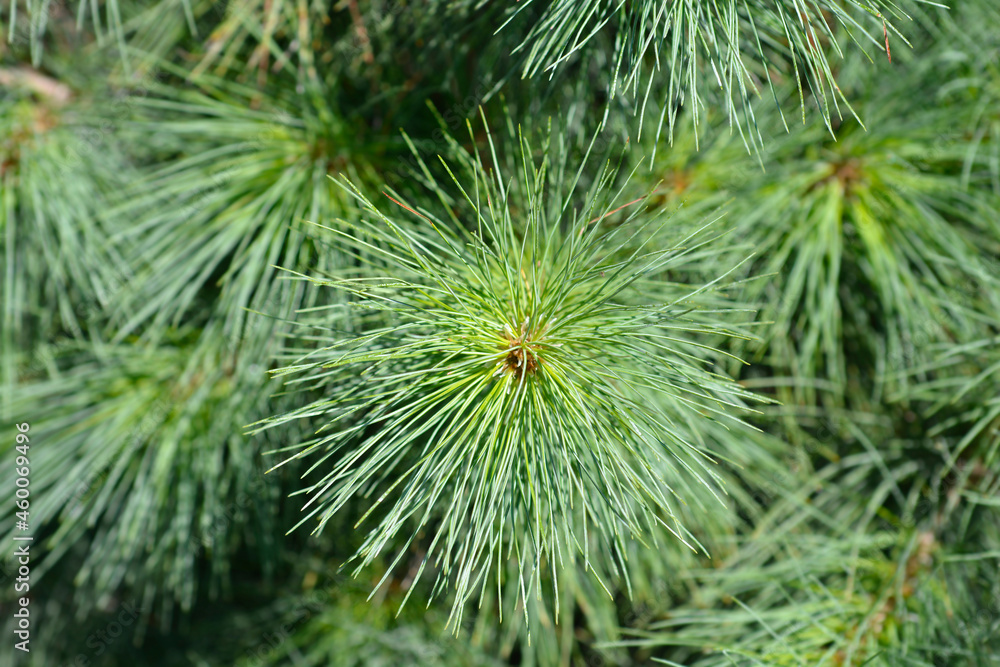Himalayan pine Himalayan pine