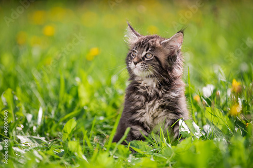 small fluffy playful gray tabby Maine Coon kitten walks on green grass.
