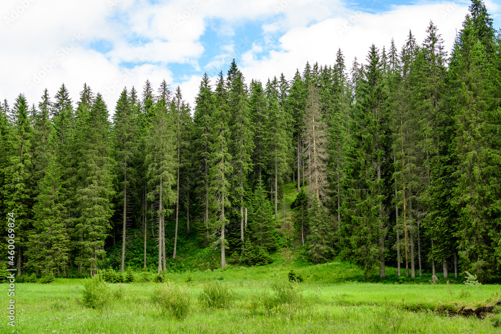 Landscape with many large green trees and fir trees in a forest at at mountains, in a sunny summer day, beautiful outdoor monochrome background. Landscape with many large green trees and fir trees in a forest at at mountains, in a sunny summer day, beautiful outdoor monochrome background.