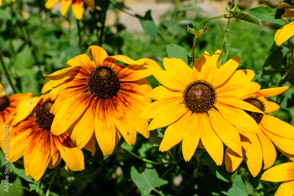 Fototapeta premium Bright yellow flowers of Rudbeckia, commonly known as coneflowers or black eyed susans, in a sunny summer garden, beautiful outdoor floral background photographed with soft focus.