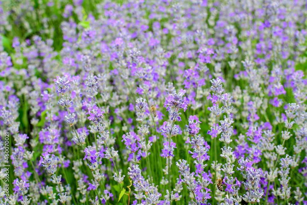 Fototapeta premium Many small blue lavender flowers in a garden in a sunny summer day photographed with selective focus, beautiful outdoor floral background.