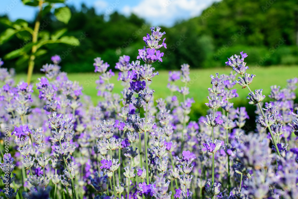 Obraz premium Many small blue lavender flowers in a garden in a sunny summer day photographed with selective focus, beautiful outdoor floral background.
