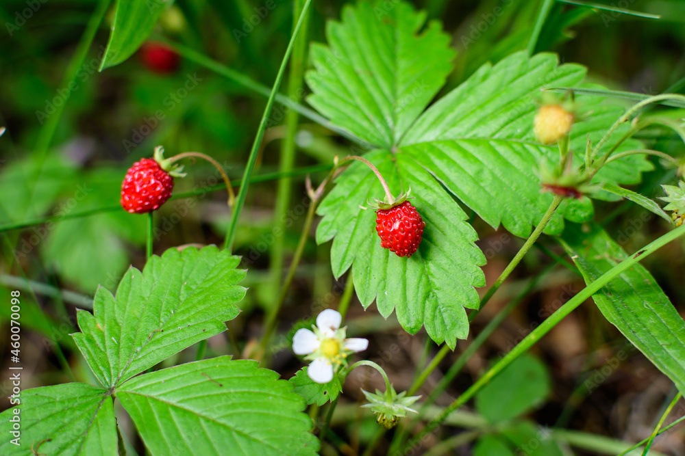 Small wild red strawberry plant and fruits in a forest in a sunny summer day. Small wild red strawberry plant and fruits in a forest in a sunny summer day.