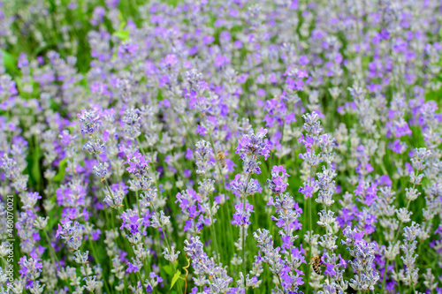 Many small blue lavender flowers in a garden in a sunny summer day photographed with selective focus, beautiful outdoor floral background.