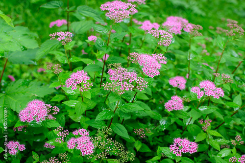Close up of large branch with delicate pink flowers of Spiraea nipponica genpei shrub in full bloom and a small Green June Bug, beautiful outdoor floral background of a decorative plant.