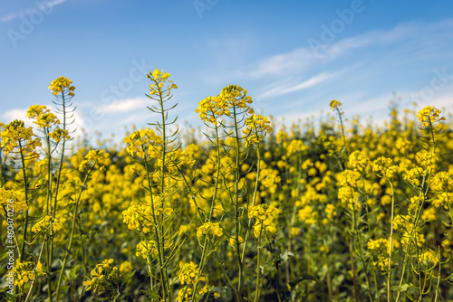 Yellow flowering rapeseed against a bright blue sky with a few clouds. The photo was taken on a sunny day in the Dutch province of North Brabant at the beginning of the autumn season.