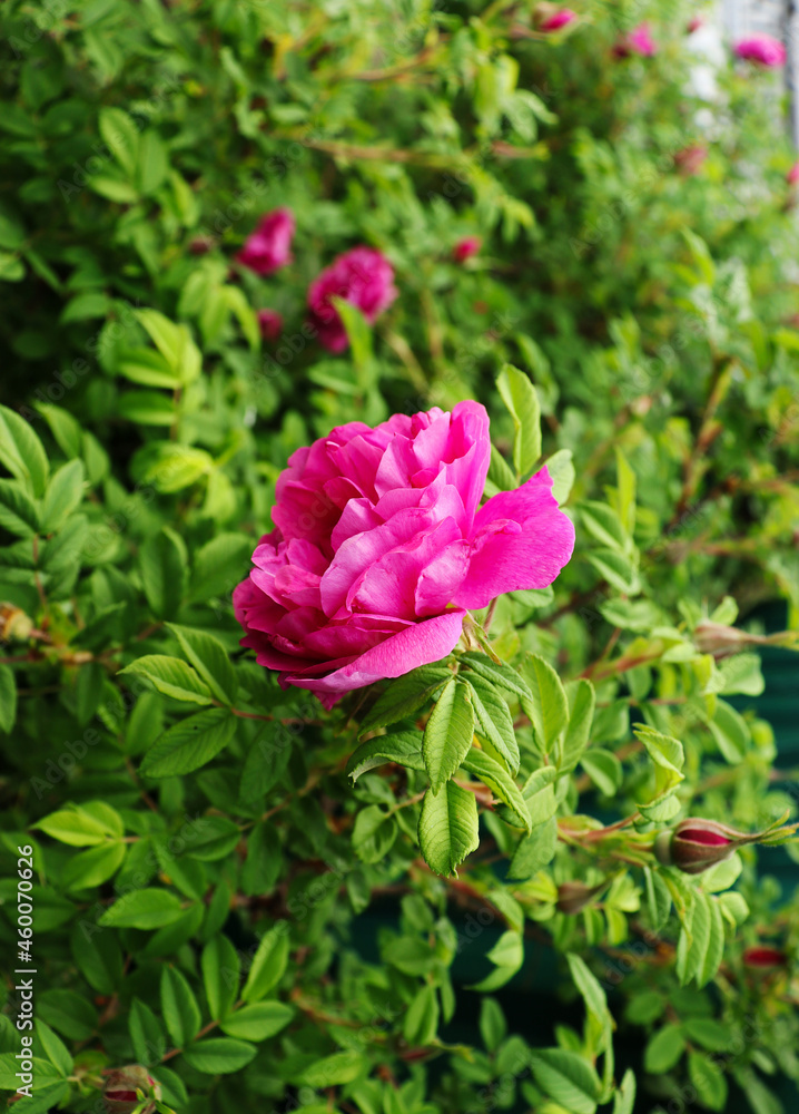 pink rose blooms on a green bush