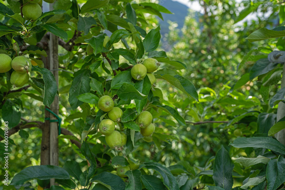 Mountain valley near the town of Merano in the north Italy. Intensive fruit production or orchard in South Tyrol, Italy. Mountain valley near the town of Merano in the north Italy. Intensive fruit production or orchard in South Tyrol, Italy.