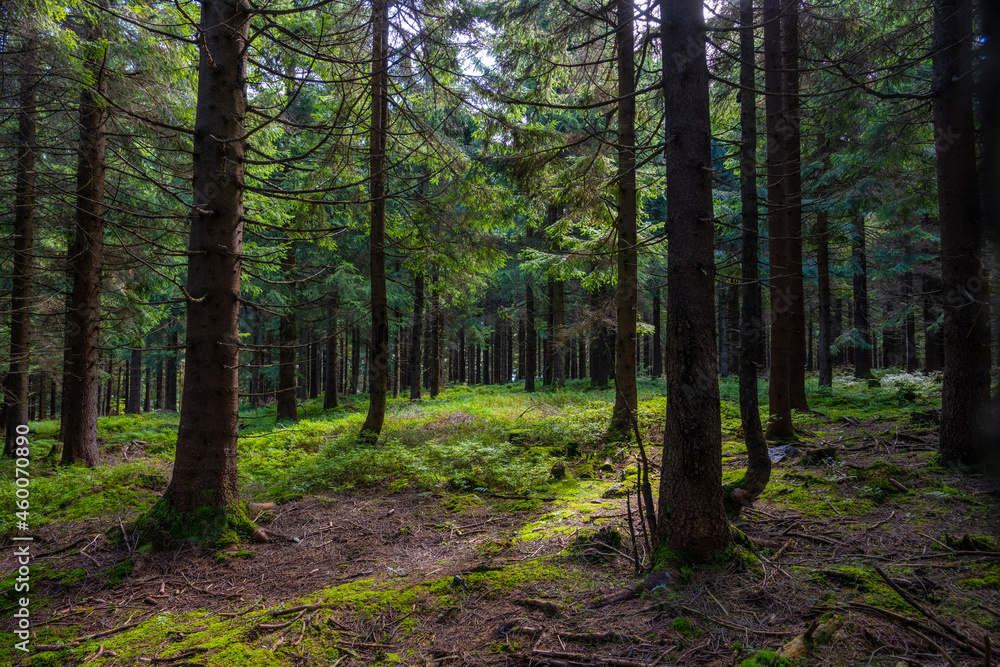 lush mountain forest in central Europe lush mountain forest in central Europe