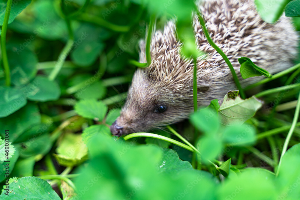 Hedgehog grass clover Hedgehog grass clover