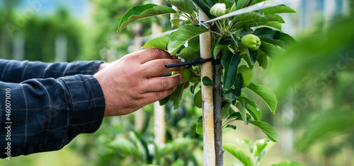 Senior farmer in the apple garden. Intensive fruit production or orchard in South Tyrol, Italy. Apple orchard of new variety. Gardening concept.