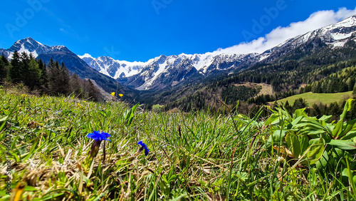 A panoramic view on Baeren Valley in Austrian Alps. The highest peaks in the chain are sonw-capped. Lush green pasture in front. Gentiana verna blooming. Clear and sunny day. High mountain chains. photo