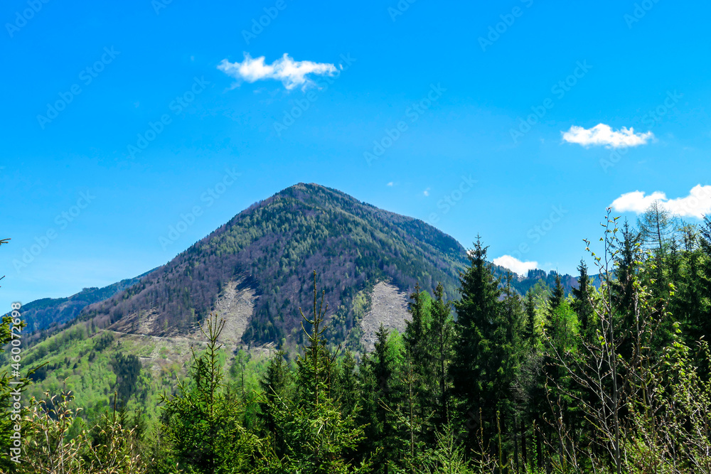 A panoramic view on Sinacher Gupf from Matschacher Gupf in the Karawanks, Austrian Alps. The mountain is covered with forest. Lush green pasture in front. Clear and sunny day. Wanderlust