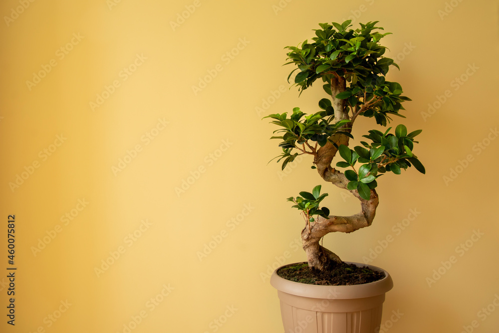Ficus Ginseng Bonsai tree in plastic pot. Ficus microphylla Ginseng. Home plant
Ficus Ginseng Bonsai tree in plastic pot. Ficus microphylla Ginseng. Home plant