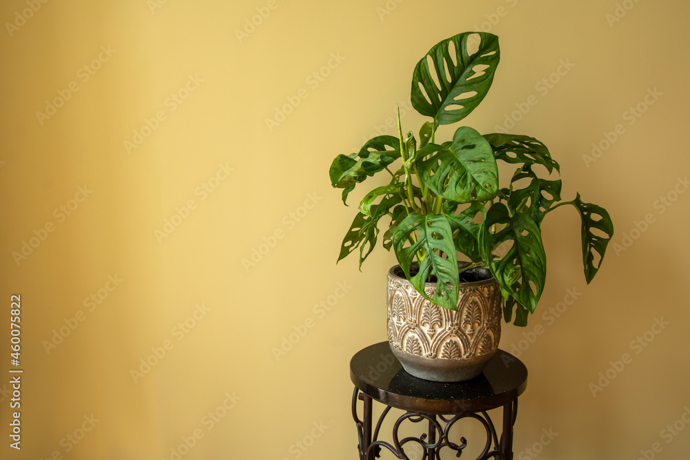 Foto de Monstera Swiss cheese plant or Monstera Monkey Mask in flower