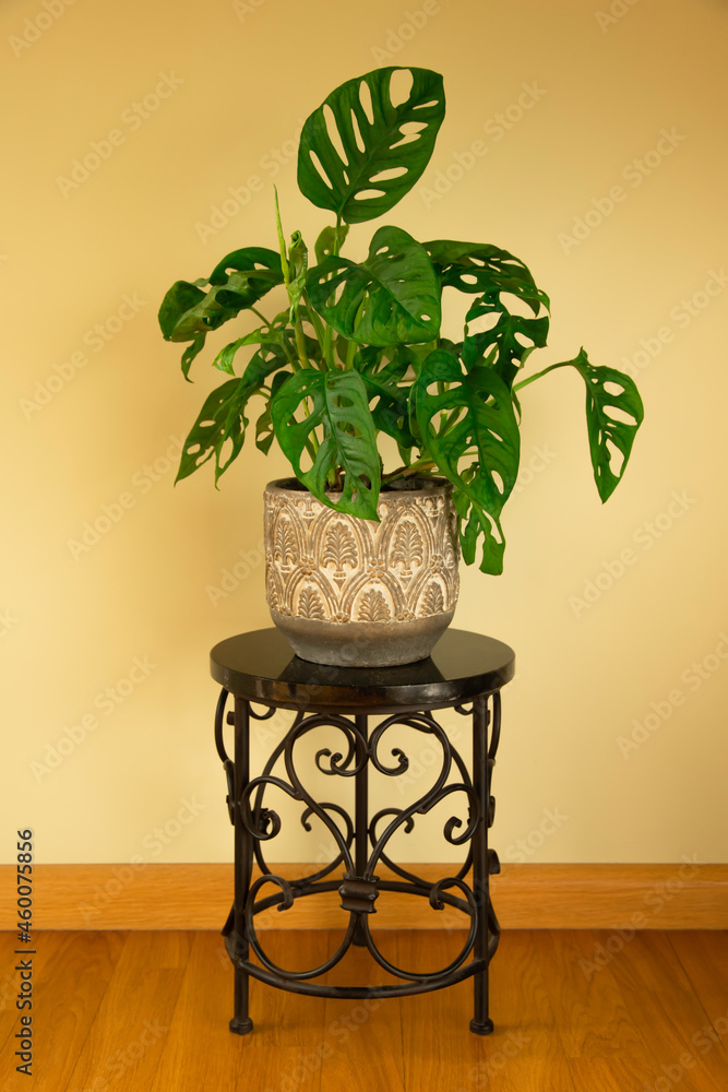 Monstera Swiss cheese plant or Monstera Monkey Mask in flower pot. Nice