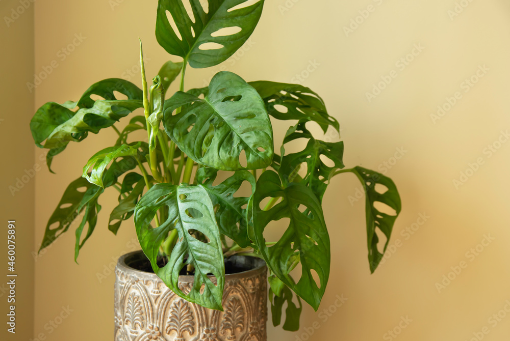 Monstera Swiss cheese plant or Monstera Monkey Mask in flower pot. Nice