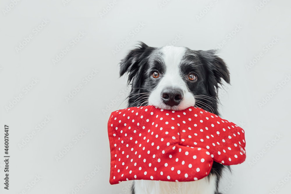 Funny cute puppy dog border collie holding kitchen pot holder, oven mitt in  mouth isolated on white background. Chef dog cooking dinner. Homemade food,  restaurant menu concept. Cooking process. Stock-foto | Adobe