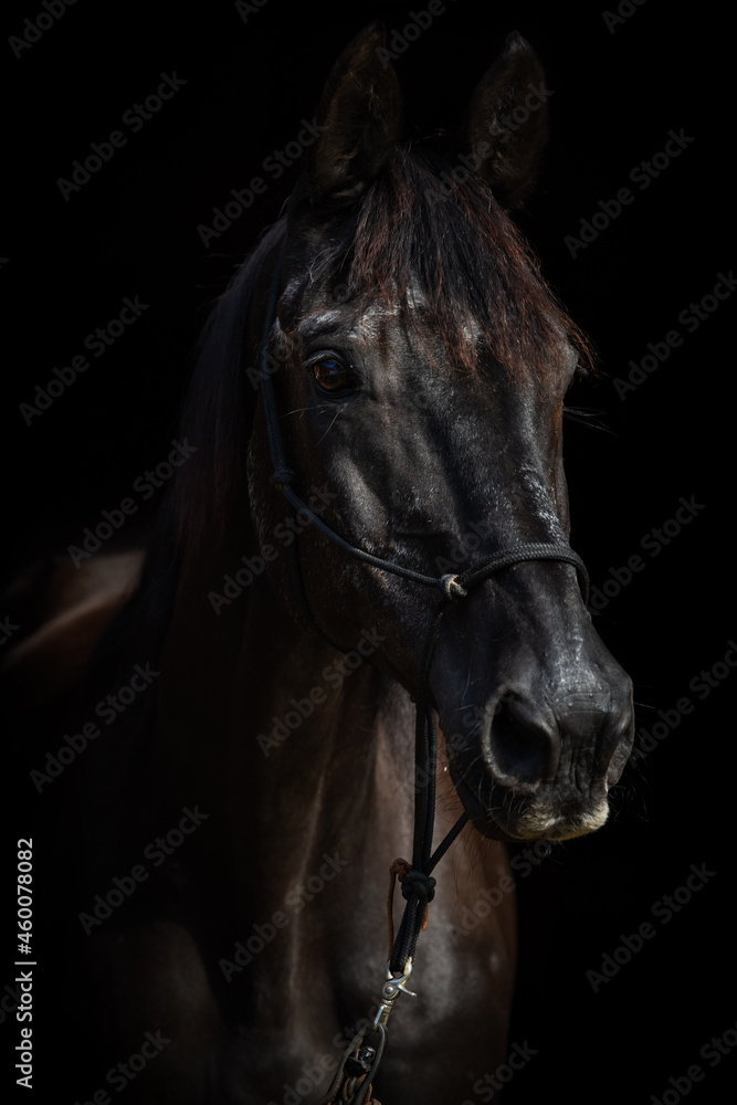 Black horse portrait with black background Black horse portrait with black background