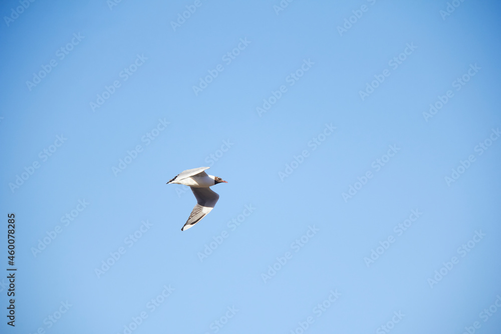 White seagull with negative head flying over the sea. White seagull with negative head flying over the sea.