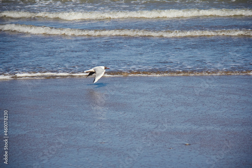 White seagull with negative head flying over the sea.