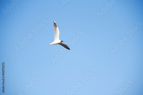 White seagull with negative head flying over the sea.