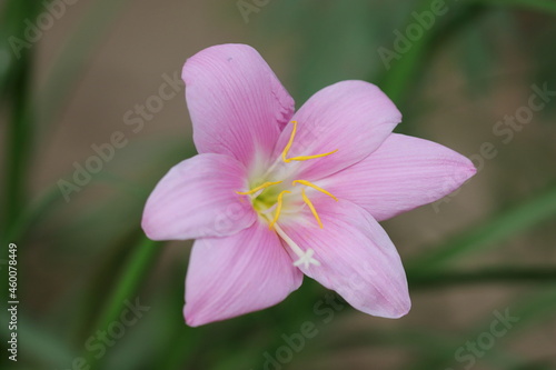 macro photography of Beautiful pink lily flower detail with defocused background of nature