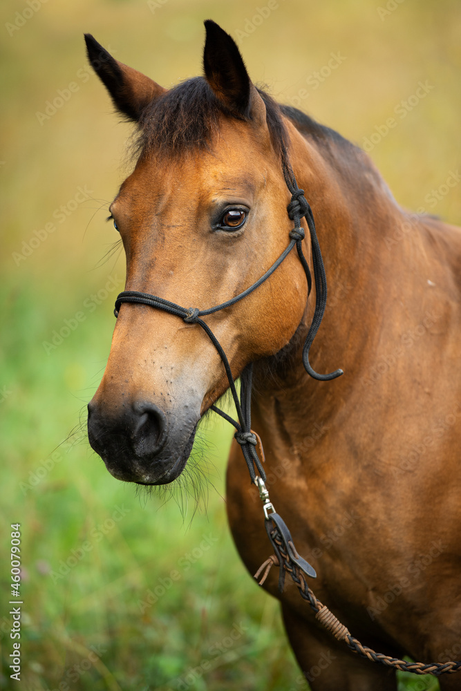 Brown warmblood horse in front of a summer grain field Brown warmblood horse in front of a summer grain field