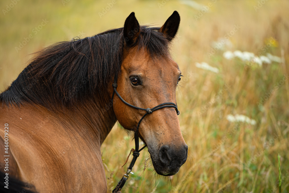 Brown warmblood horse in front of a summer grain field Brown warmblood horse in front of a summer grain field