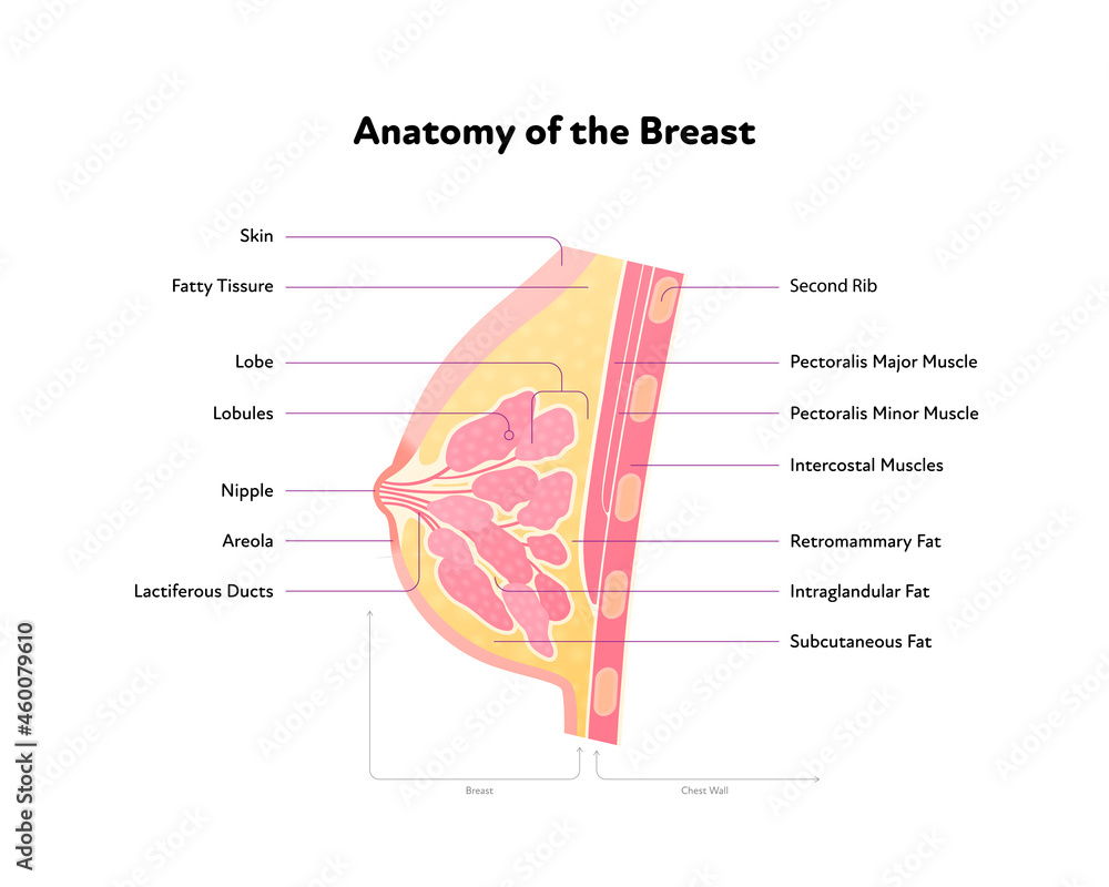 Human breast anatomy diagram. Vector flat medical illustration. Side view  section chart with text isolated on white background. Internal organ, fat,  muscle, ribs. Design for healthcare, science. Stock Vector