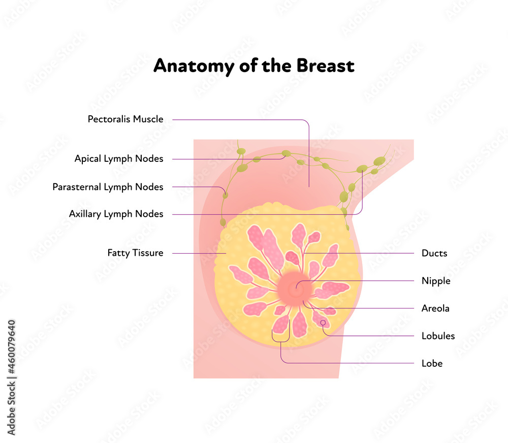 1 Schematic diagram showing the anatomy of the human breast.