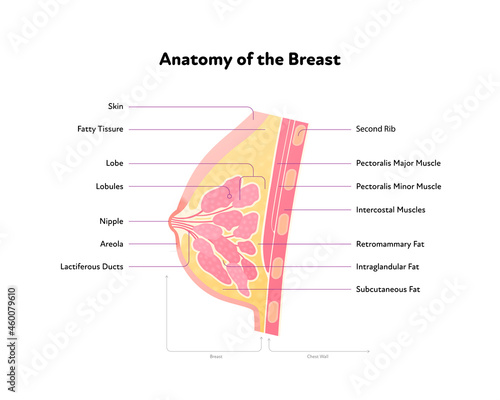 Breast, Labeled Illustration - Stock Image - C050/4477 - Science