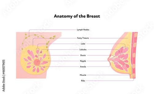 Human breast anatomy diagram. Vector flat medical illustration. Side and front view section chart isolated on white background. Design for healthcare, science, education.
