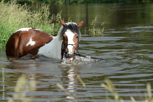 Gescheckte Pferde beim Baden im Fluß