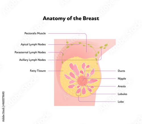 Human breast anatomy diagram. Vector flat medical illustration. Front view section chart with text isolated on white background. Design for healthcare, science, education.