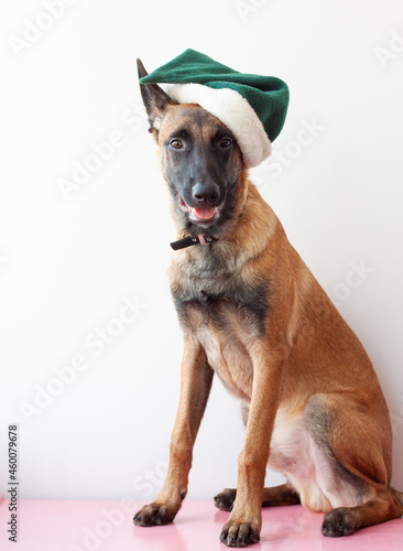 The Belgian Shepherd Malinois sits on a white background with a green elf hat on his head