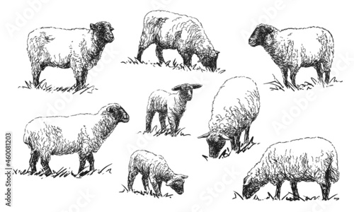 Sheep - set of farm animals, hand drawn illustrations (vector)	