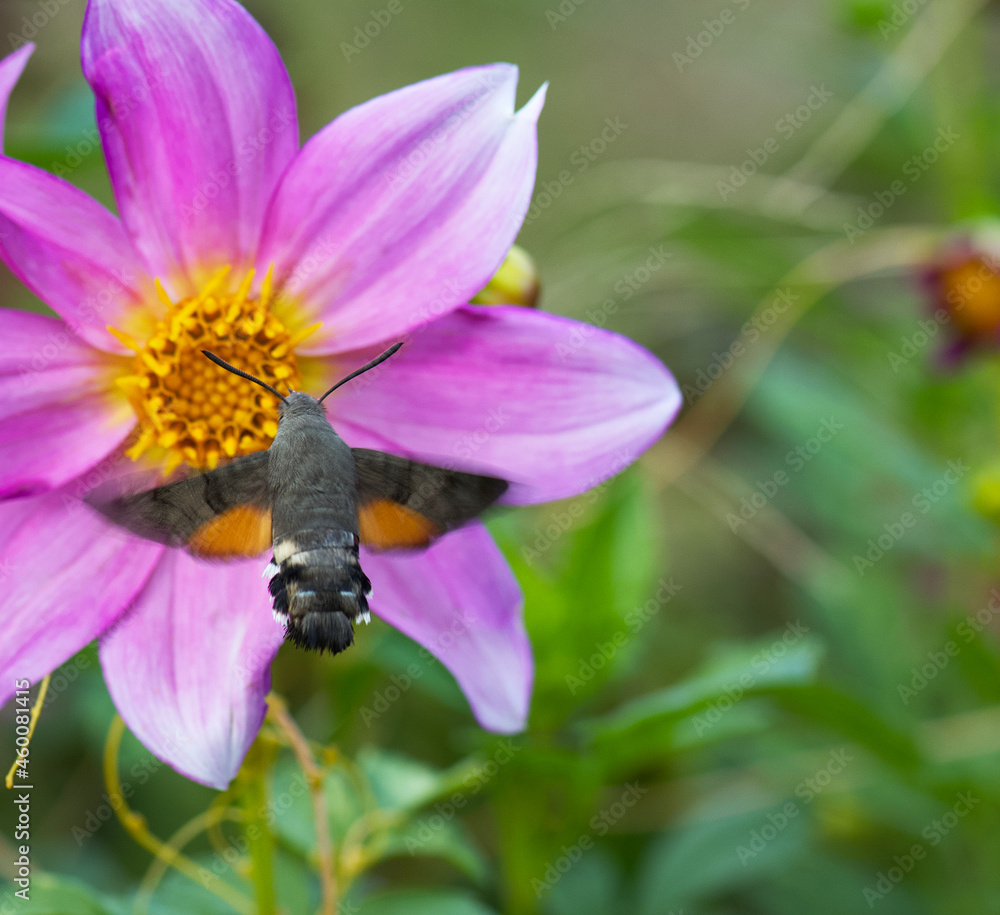 even hummingbirds on flower even hummingbirds on flower