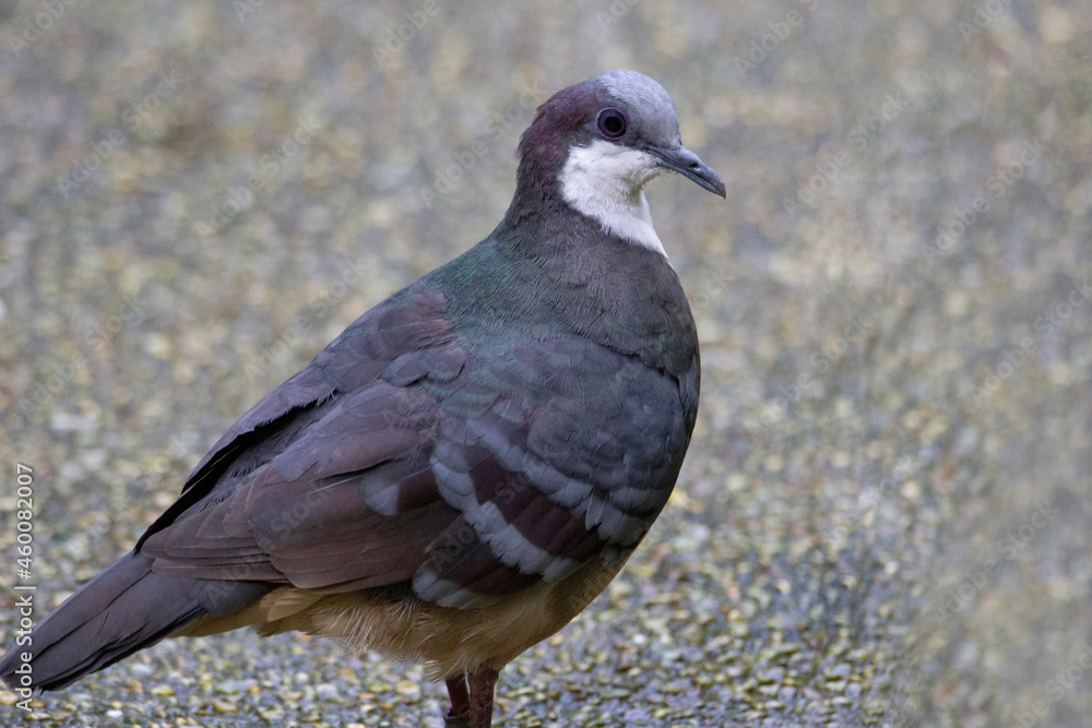 Fototapeta premium Luzon bleeding heart ground dove up close, Gallicolumba luzonica
