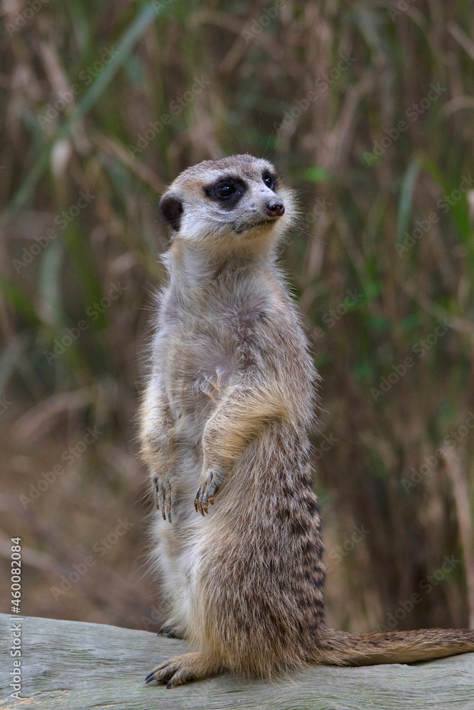 Meerkat, Suricata suricatta or suricate is a small mongoose found in southern Africa. Meerkat, Suricata suricatta or suricate is a small mongoose found in southern Africa.
