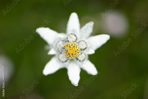 Closeup of an edelweiss flower in the Austrian alps