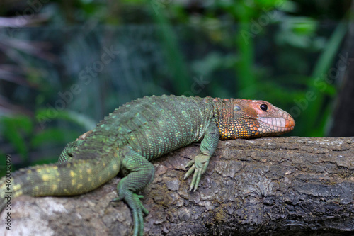 Northern Caiman Lizard is a species of lizard found in northern South America